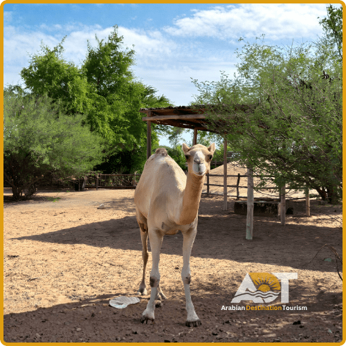 Dubai Safari Park Adventure & Nature