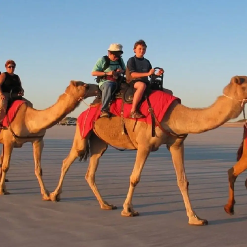Desert Safari 24 Desert Camel Rider