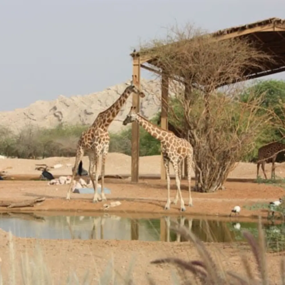 Desert Safari 28 desert safari Park