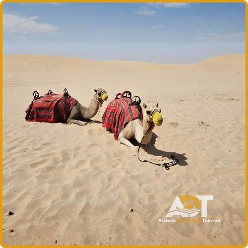 Abu Dhabi Desert Safari With Camel Ride